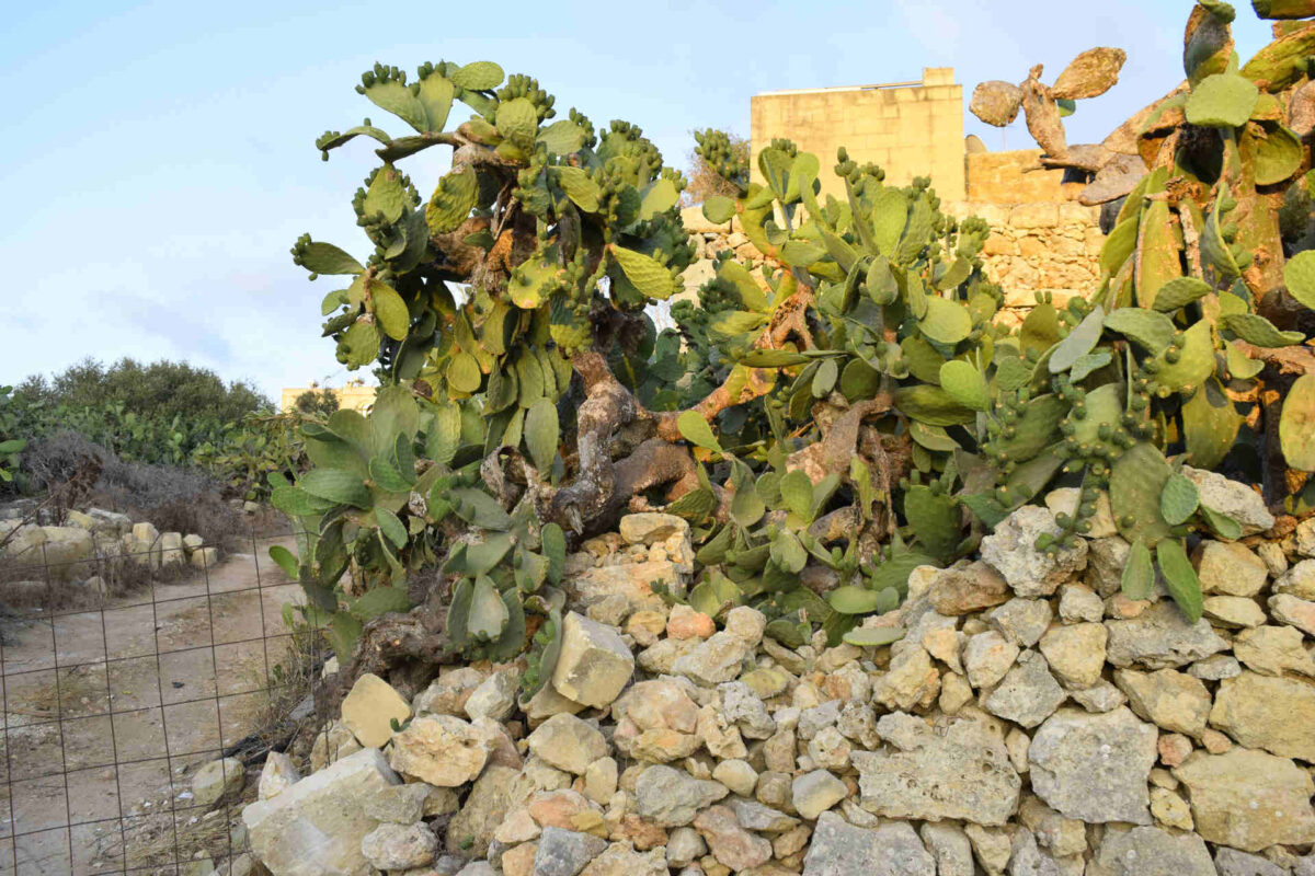 roślinność na Malcie