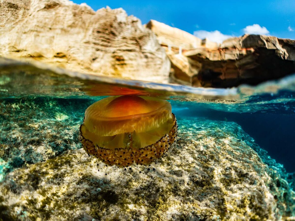 meduzy na Malcie