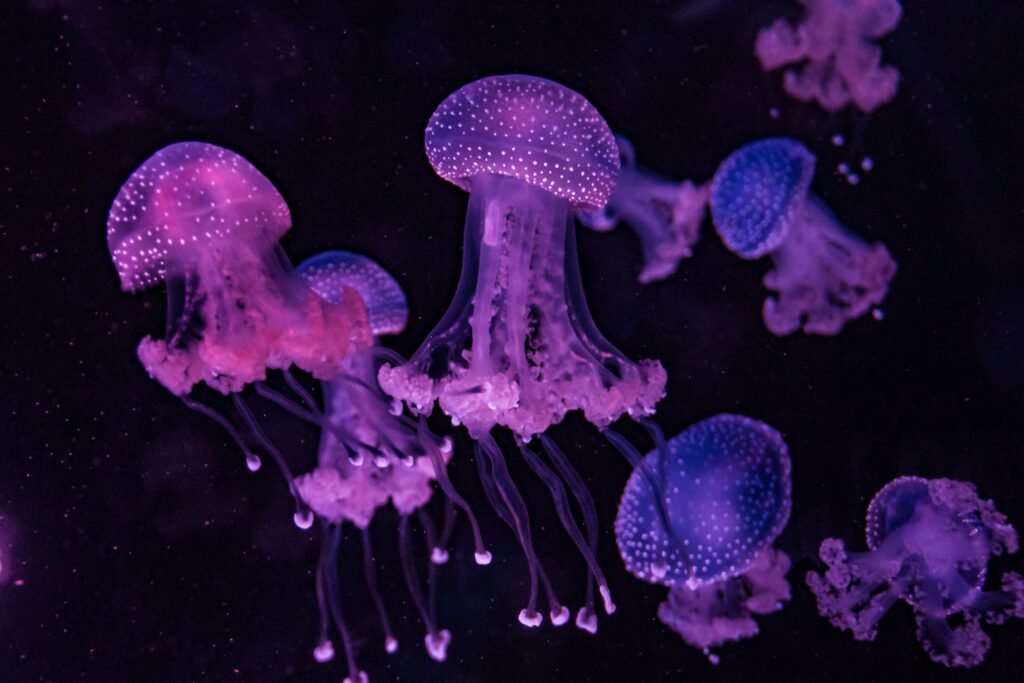 meduzy na Malcie