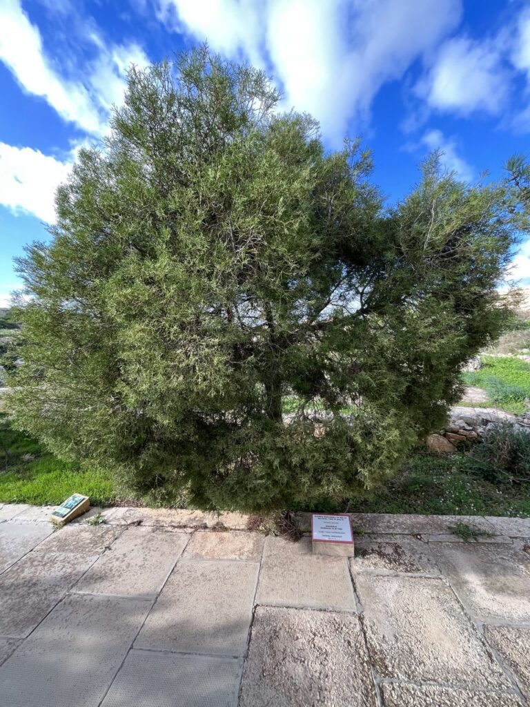 Ghar Dalam narodowe drzew Malty